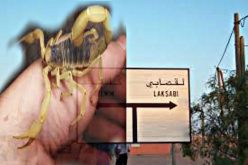 لسعة عقرب سامة ترسل مسنة لمستشفى الجهوي بكلميم