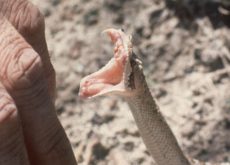 لدغة ثعبان ترسل طفلا إلى مستعجلات كلميم