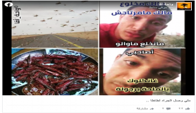 الجراد في طاطا..تاريخ قديم لــ”غنيمة تؤكل” وعدو يهلك المحاصيل