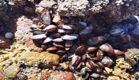 محار البحر كنز حقيقي يعزز التنوع الحيوي ويحرس البيئة البحرية لمدينة سيدي إفني