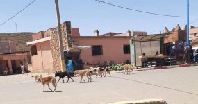 سيدي إفني .. الكـلاب الضالة تـُرسل طفلا صغيـرا إلى المستشـفى بتغيرت