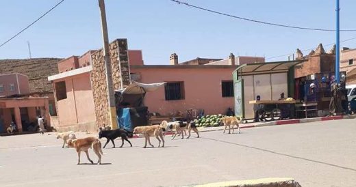 سيدي إفني .. الكـلاب الضالة تـُرسل طفلا صغيـرا إلى المستشـفى بتغيرت