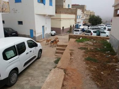 سيدي افني:مهنيو المحطة الطرقية يشتكون من الكلاب الضالة