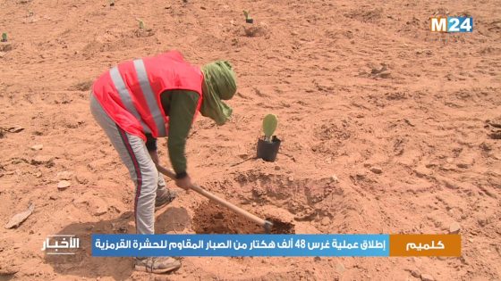 كلميم وادنون.. إطلاق عملية غرس 48 ألف هكتار من الصبار المقاوم للحشرة القرمزية