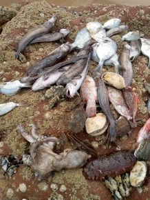شاطئ سيدي افني يلفظ الاسماك والصدفيات في ظاهرة موسمية