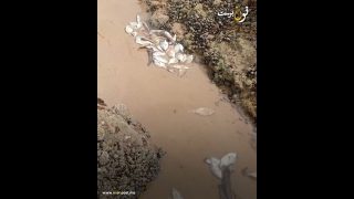 ظاهرة نفوق الأسماك بسيدي افني