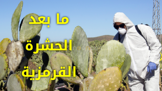 جهة كلميم وادنون.. ما بعد الحشرة القرمزية