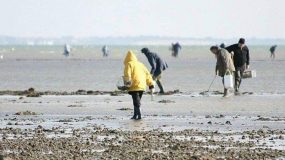 الداخلة.. رفع الحظر عن جمع وتسويق الصدفيات