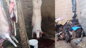 انتشار الذبائح السرية بحي أمحيريش يدفع سلطات كلميم للتدخل