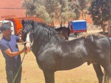 الفرس(علام) يجمع أنصار واحباب الراحل عبد الوهاب بلفقيه.. برلمانيون ورؤساء جماعات بجهة كلميم