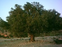 جمعويون يراسلون والي جهة كلميم واد نون لحماية شجرة اركان من ممارسات الرعاة الرحال