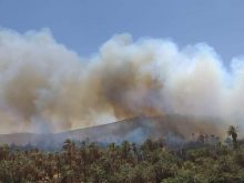 أسا الزاك… الحرائق تلتهم أكبر واحة في الصحراء