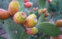 فلاحون يطلعون على أصناف الصبار المقاومة للحشرة القرمزية