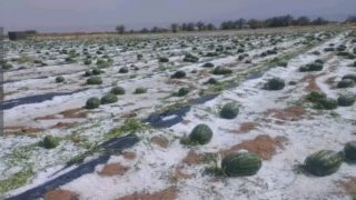 عاصفة رعدية تتلف حقول البطيخ الأحمر وتفاقم معاناة الفلاحين بزاكورة