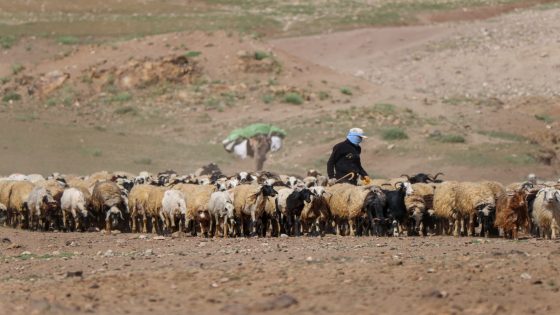 الحكومة تطلق برنامجا وطنيا شاملا لدعم مربي الماشية وإعادة تشكيل القطيع المغربي