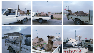 قبيلة آيت لحسن تهدي ستة جمال لزاوية آسا خلال موسم “ملكى الصالحين”