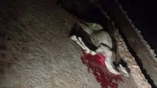 تفكيك شبكة متورطة في ذبح الإبل وبيع لحومها بالسوق السوداء بالداخلة