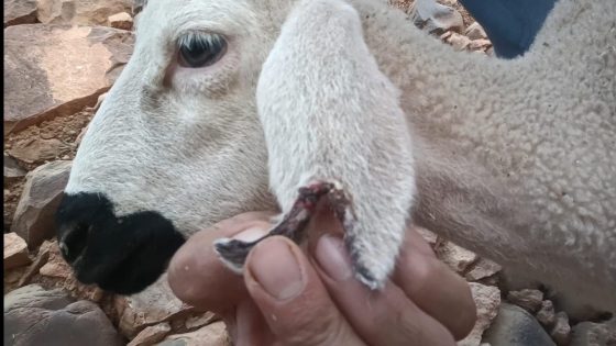 براهيم حنانة ينتقد دعم الحكومة للكسابة ويصفه بـ”غير المنصف”